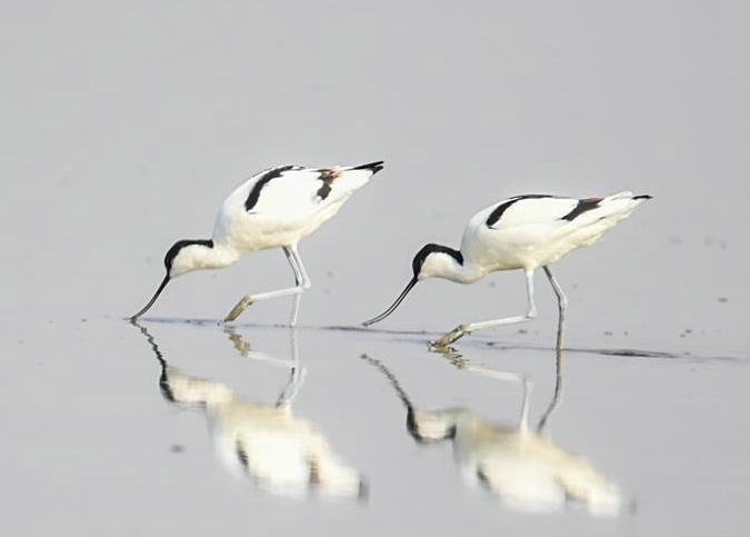 內(nèi)蒙古:濕地迎來(lái)大批候鳥(niǎo)