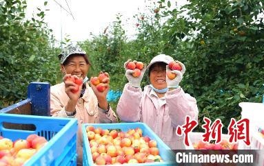 圖為興安盟沙果迎豐收。　科右前旗委宣傳部供圖