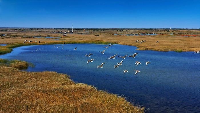 △黃河三角洲擁有天然蘆葦270平方公里，是東北亞內(nèi)陸和環(huán)西太平洋鳥類遷徙重要的“中轉(zhuǎn)站”、越冬地和繁殖地。(總臺央視記者李煒、程鋮拍攝)