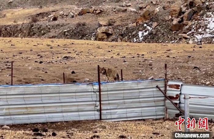 圖為闖入村民家中的野狼?！∨d?？h公安局溫泉派出所供圖