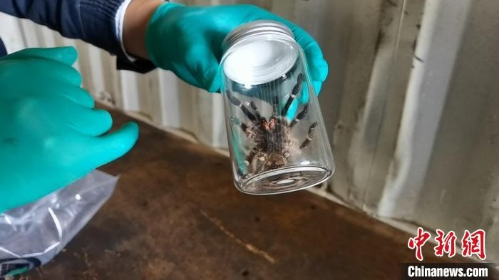 張家港海關(guān)工作人員截獲捕鳥蛛。　王健超 攝