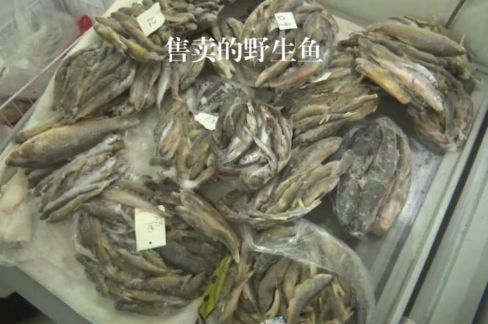 2021年12月6日，督察組現(xiàn)場(chǎng)隨機(jī)抽查發(fā)現(xiàn)，保護(hù)區(qū)附近餐館仍然存在非法經(jīng)營(yíng)野生河魚(yú)的問(wèn)題