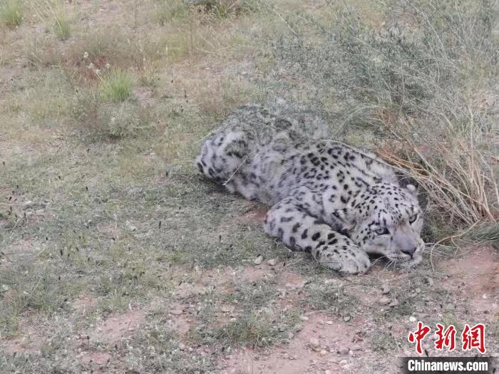 圖為在四子王旗發(fā)現(xiàn)的雪豹(資料圖)?！∷淖油跗炀焦﹫D