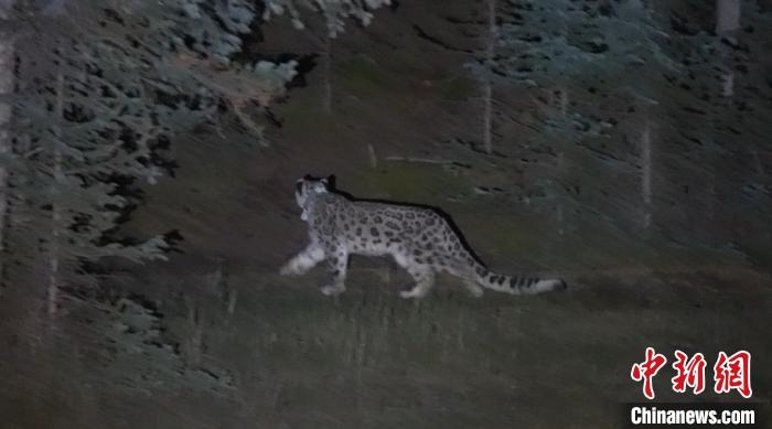 圖為被放歸自然的雪豹(資料圖)。　內蒙古林草局供圖。