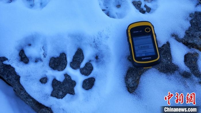 圖為疑似放歸雪豹的足跡(資料圖)?！让晒刨R蘭山國家級自然保護區(qū)供圖