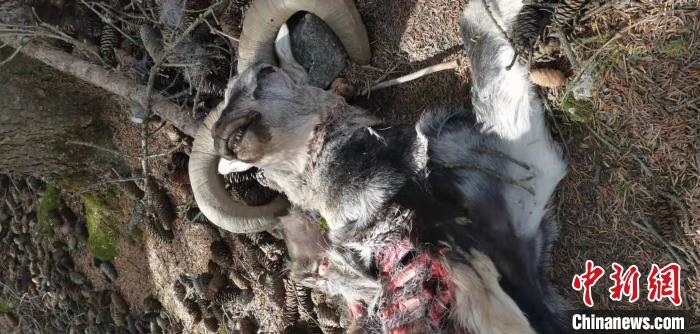 圖為疑似雪豹捕食巖羊的殘骸(資料圖)?！让晒刨R蘭山國家級自然保護區(qū)供圖