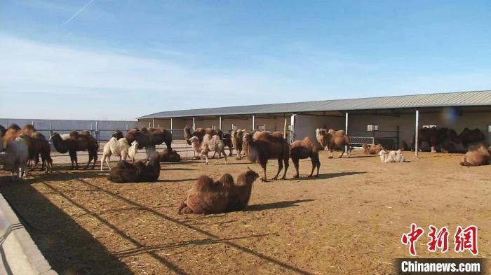 圖為額濟(jì)納旗駝奶產(chǎn)業(yè)基地?！⊥蹰L梅 攝