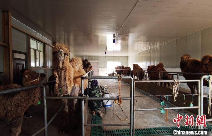 圖為共人正在給駱駝擠奶?！⊥蹰L梅 攝