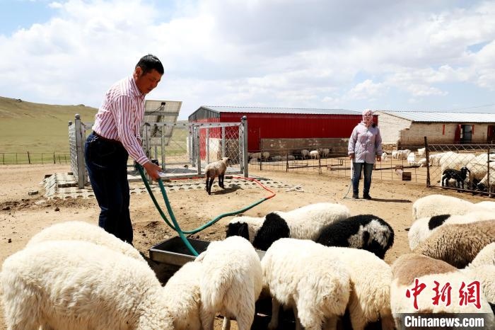 圖為圖門達(dá)來在喂羊?！埵鹧?攝