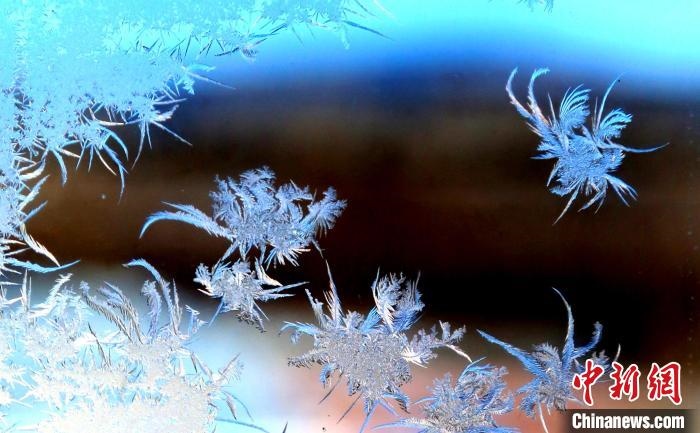 玉樹瓊枝盈滿窗?！O書程 攝