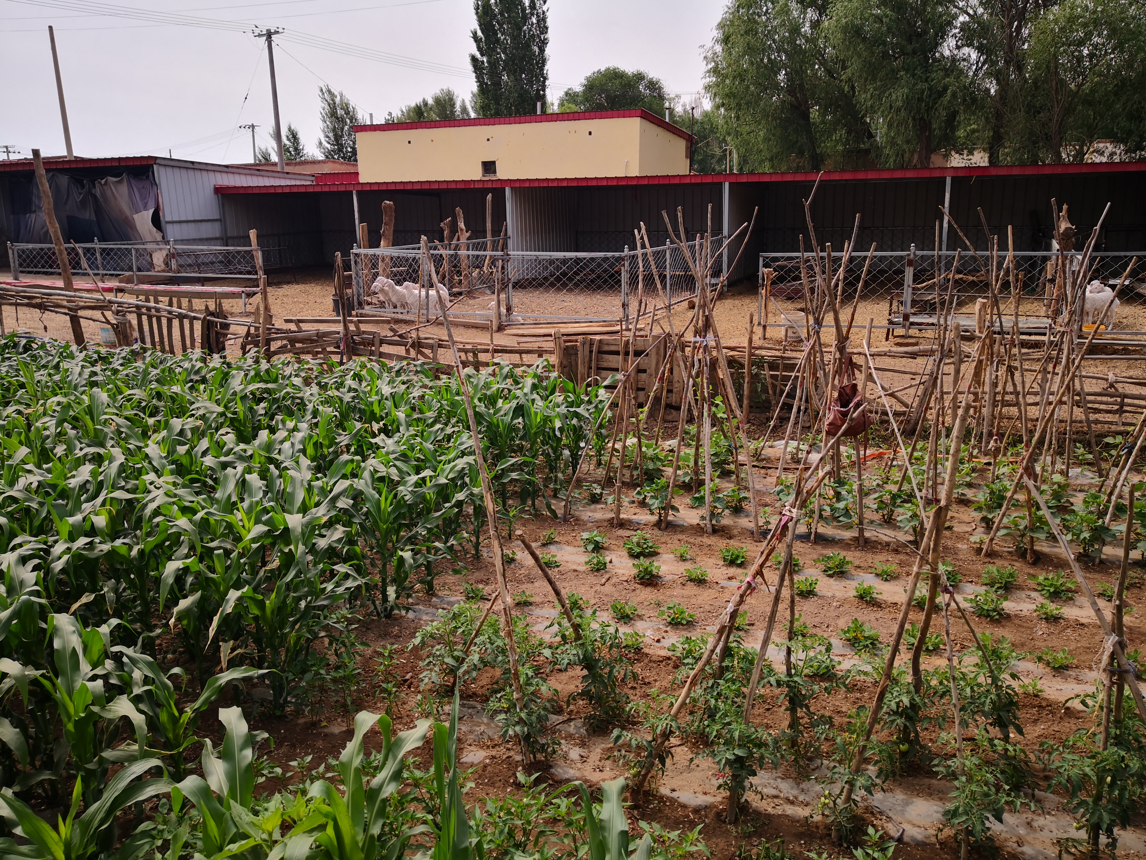 1597396709440345.jpg 微信圖片_20200814171728.jpg