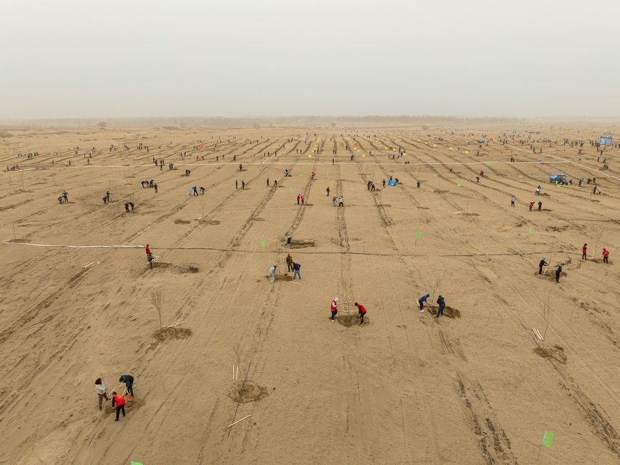 在高力板鎮(zhèn)花道卜和沙木嘎嘎查治理區(qū)，廣大干部群眾手植新綠，播種希望 （攝影：包寶音德力格爾）.JPG