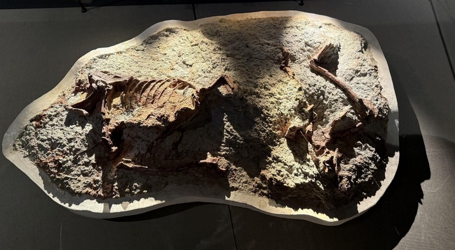 1732881442115828.png 圖片1_副本.png