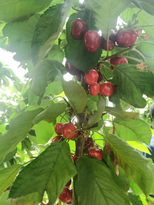 1751936753954401.jpg 經(jīng)濟2.jpg