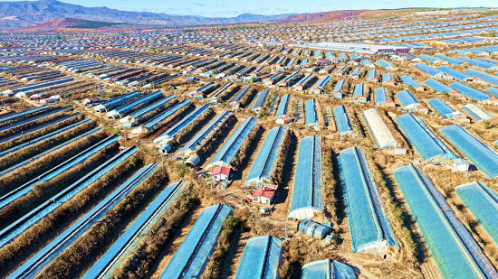 1762782479110191.jpg 番茄2.jpg