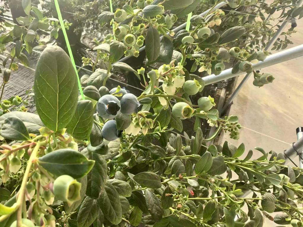 1768291658930088.jpg 20260112藍莓進入成熟期新華網.jpg