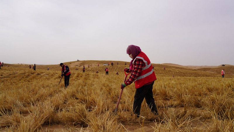 阿拉善治沙人員將一束束稻草扎進(jìn)沙海穩(wěn)固流沙png.png