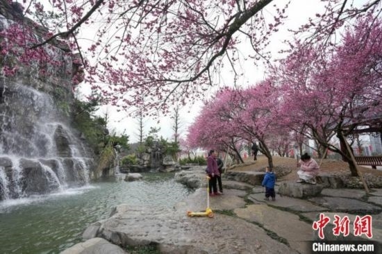 2月23日，市民在乾藝梅園景區(qū)觀賞綻放的梅花。陳興輝 攝