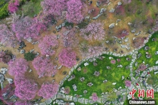 2月23日，航拍乾藝梅園景區(qū)綻放的梅花。瞿宏倫 攝