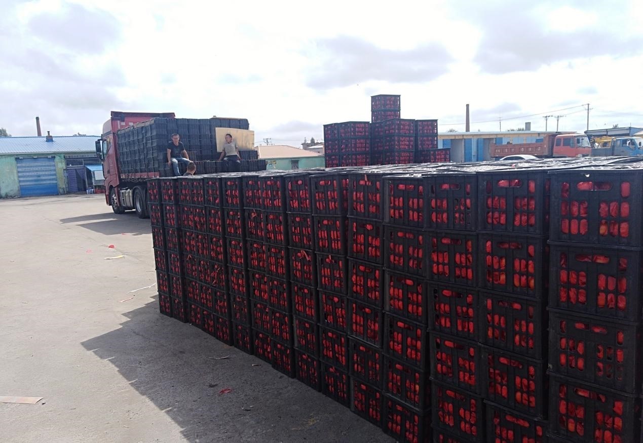 　　外銷的蔬菜在市場(chǎng)等待拉運(yùn)。受訪者供圖