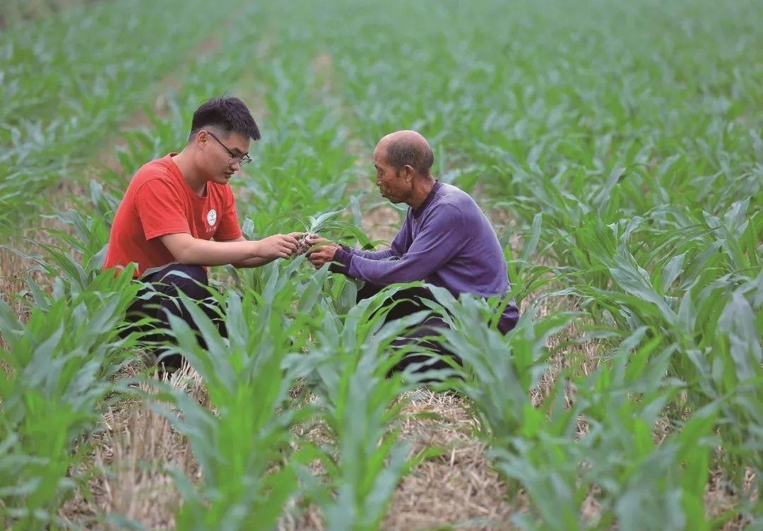 △科技小院的學(xué)生在給村民講解玉米種植知識(shí)。