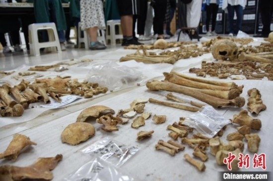 圖為已清理完畢的骨骼標本。王宇 攝