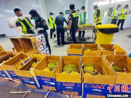 圖為海關(guān)關(guān)員對(duì)進(jìn)口榴蓮進(jìn)行查驗(yàn)。黃艷梅 攝