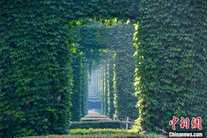 成都二環(huán)高架橋墩被植被爬滿，形成“綠野仙蹤”景觀。　張浪 攝