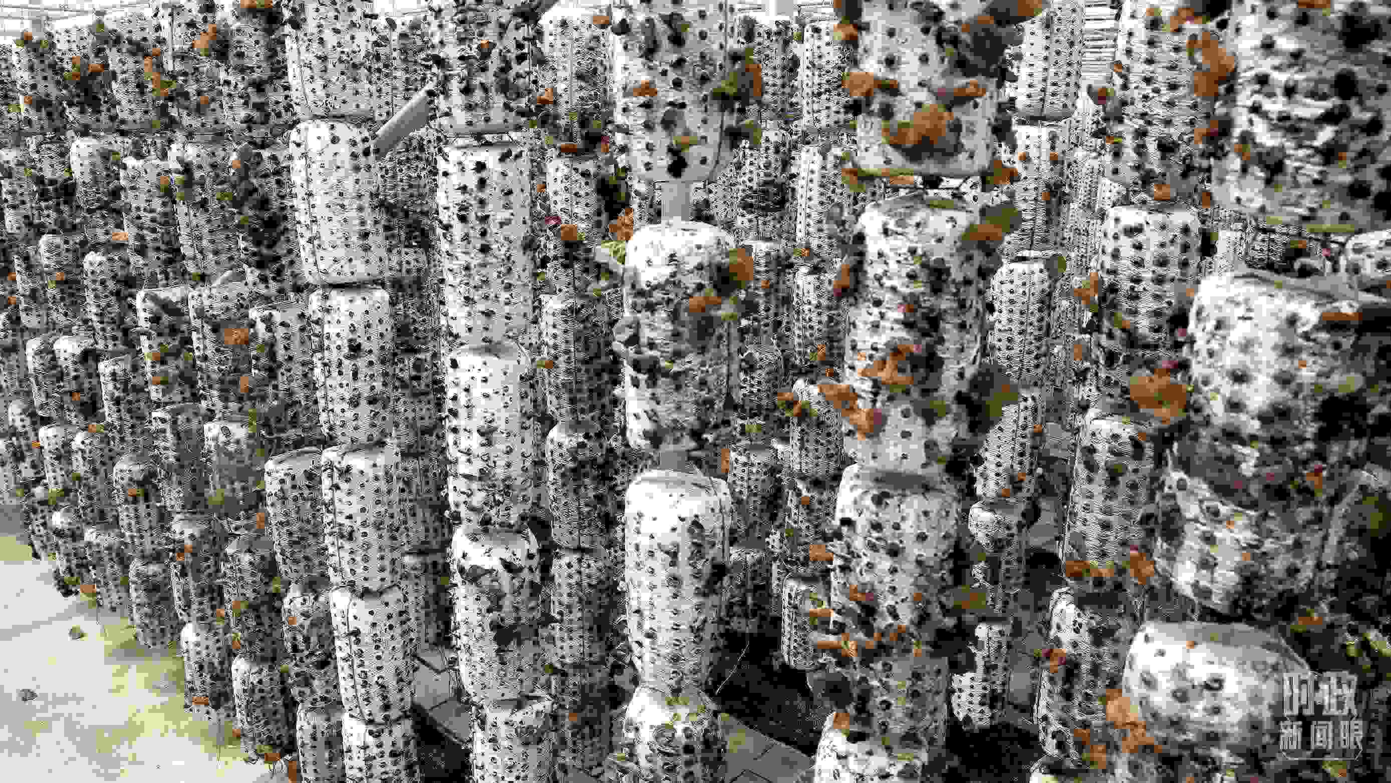 △金米村的小木耳、大產(chǎn)業(yè)。（圖／視覺中國）