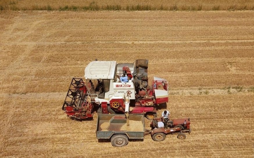 2023年6月14日，在山東省臨邑縣林子鎮(zhèn)，聯(lián)合收割機在收獲小麥。