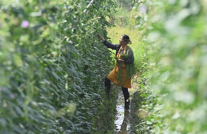 2023年6月15日，在廣西柳州市鹿寨縣中渡鎮(zhèn)石墨村，村民在高標準農(nóng)田里采收豆角。
