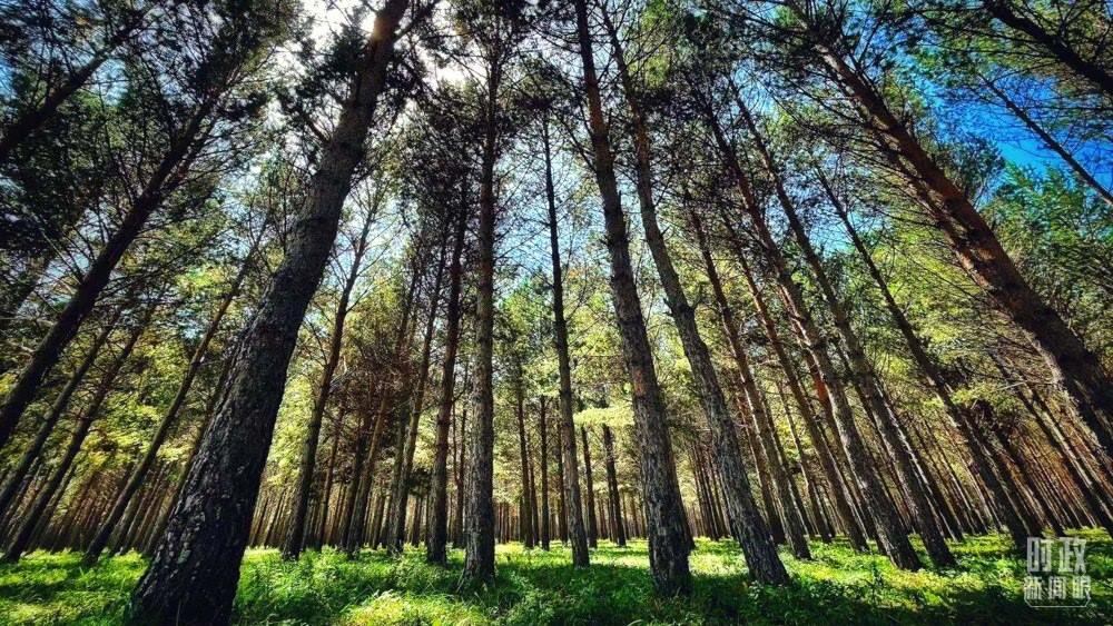 河北塞罕壩。（總臺央視記者謝曉光拍攝）