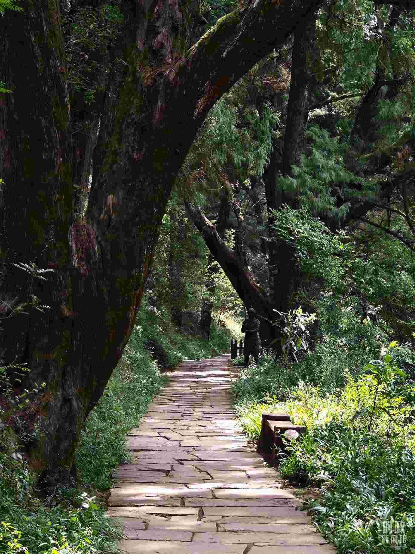 △古蜀道與古柏。（總臺央視記者彭漢明拍攝）