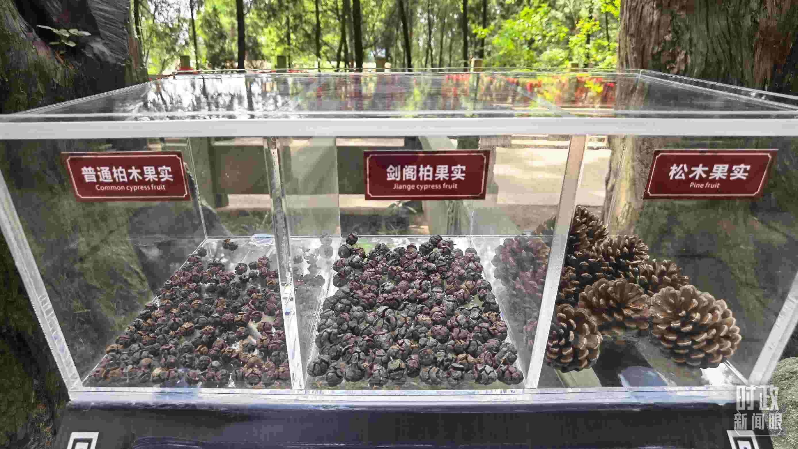 △翠云廊古蜀道，現(xiàn)場陳列的柏木和松木果實。（總臺央視記者石丞拍攝）