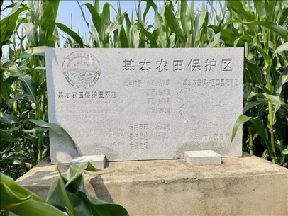 玉米地地頭放置的基本農(nóng)田標志碑(中國之聲記者江曉晨 攝)