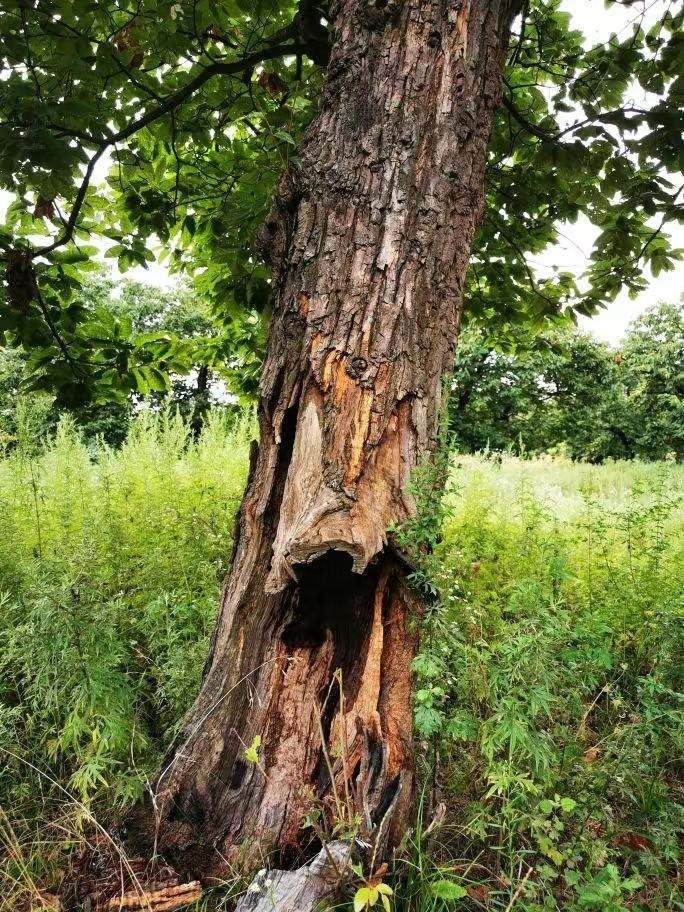 圖為2021年10月拍攝的秦嶺北麓百年板栗古樹遭破壞情況。人民網(wǎng)記者 吳超攝