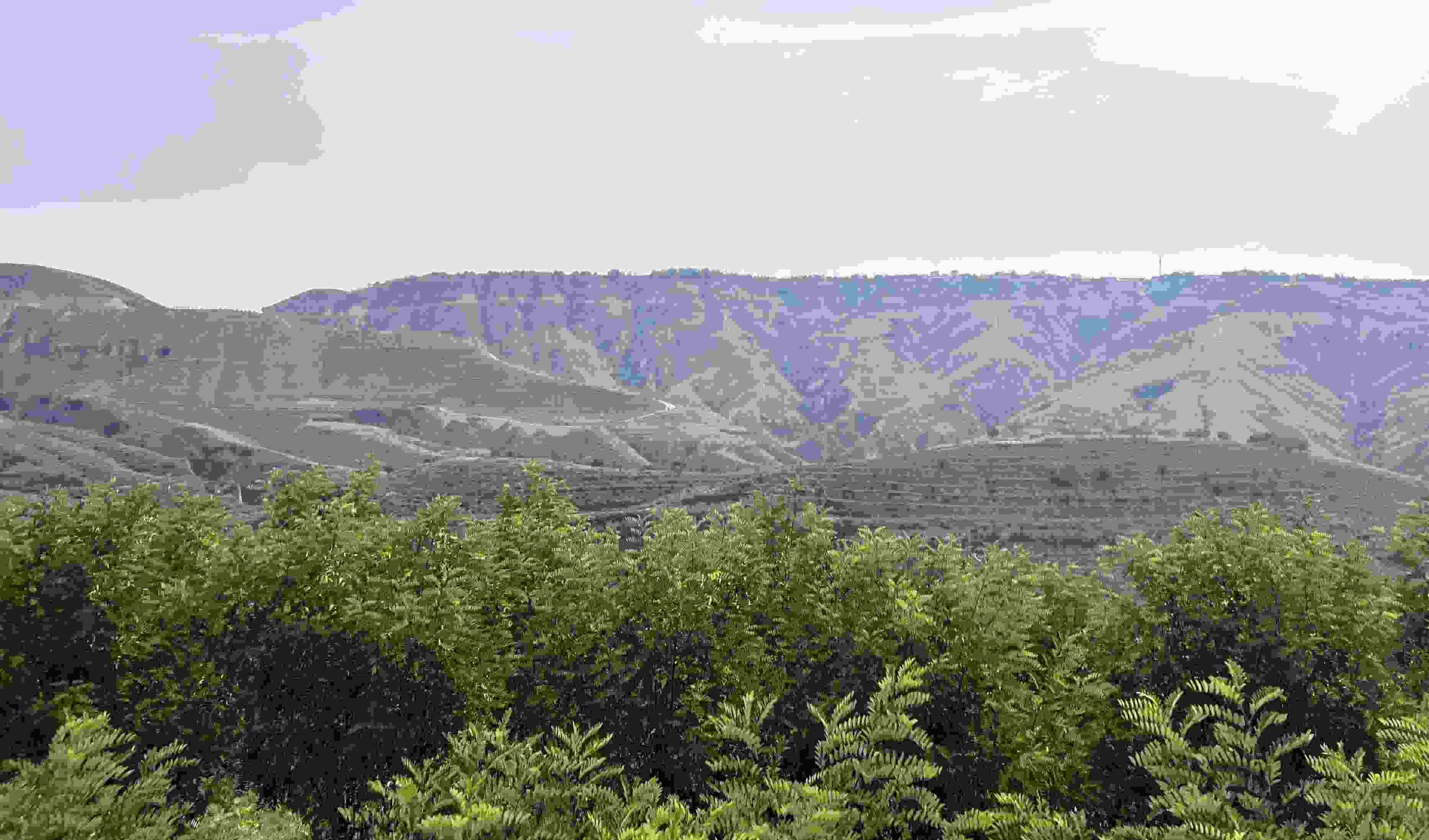 吳堡縣沿黃生態(tài)林。人民網(wǎng)記者 王連香攝