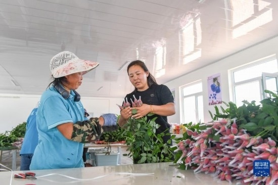 8月17日，吉林省德惠市朱城子鎮(zhèn)沿河村程雪家庭農(nóng)場的負(fù)責(zé)人楊雪（右）指導(dǎo)農(nóng)民修剪玫瑰花。新華社記者 張楠 攝