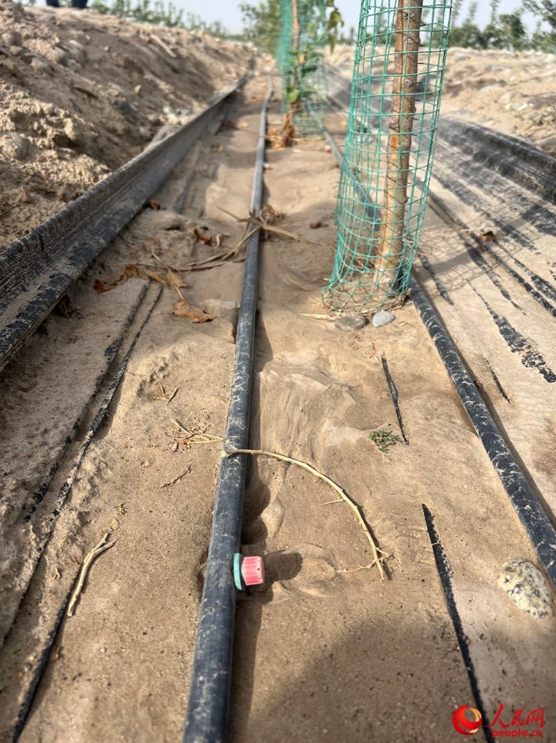 水肥一體化滴灌技術(shù)，可極大節(jié)約用水量。人民網(wǎng)記者 常雪梅攝