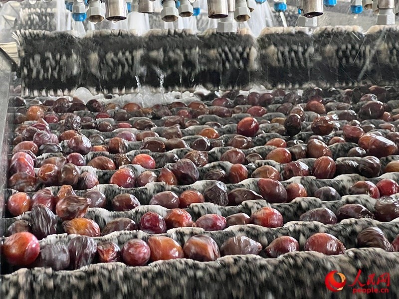 清洗西梅。人民網(wǎng)記者 常雪梅攝