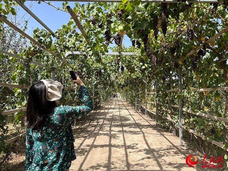 新疆閩龍達(dá)干果產(chǎn)業(yè)有限公司內(nèi)種植的葡萄。人民網(wǎng)記者 常雪梅攝