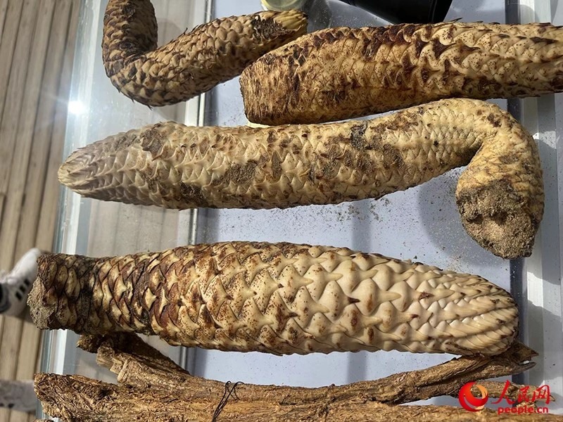 林下經(jīng)濟(jì)作物肉蓯蓉。人民網(wǎng)記者 常雪梅攝