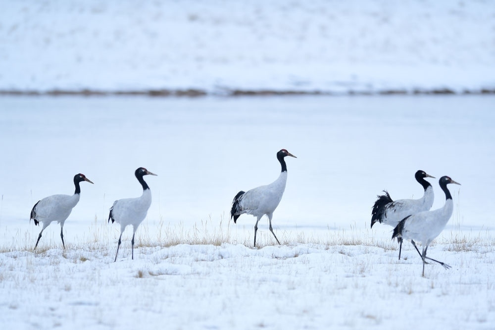 2021年10月21日在三江源國家公園黃河源園區(qū)內(nèi)拍攝的黑頸鶴。新華社記者 張龍 攝