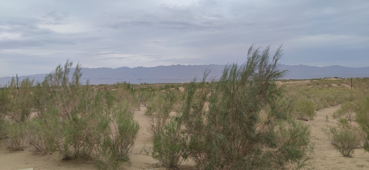 曾經的荒漠現(xiàn)已被大面積梭梭林覆蓋。張璐璐 攝