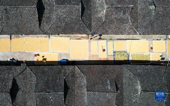 9月16日，在貴州省黔東南苗族侗族自治州從江縣加勉鄉(xiāng)污扣村，村民在晾曬稻谷（無人機照片）。