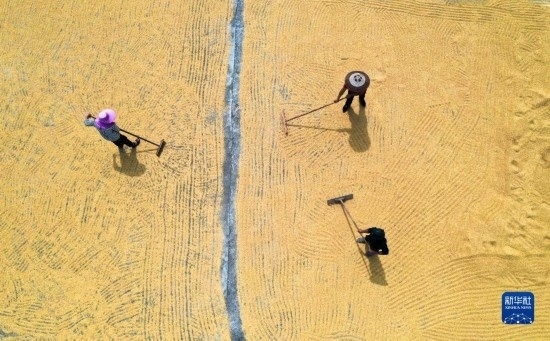 9月16日，湖南省郴州市桂陽縣流峰鎮(zhèn)農民在晾曬稻谷（無人機照片）。
