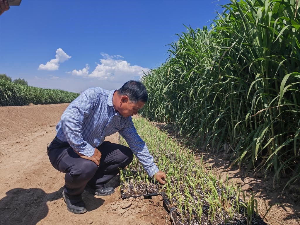 高級(jí)農(nóng)藝師周興德向記者介紹巨菌草幼苗（2023年9月1日攝）。新華社記者馬麗娟 攝