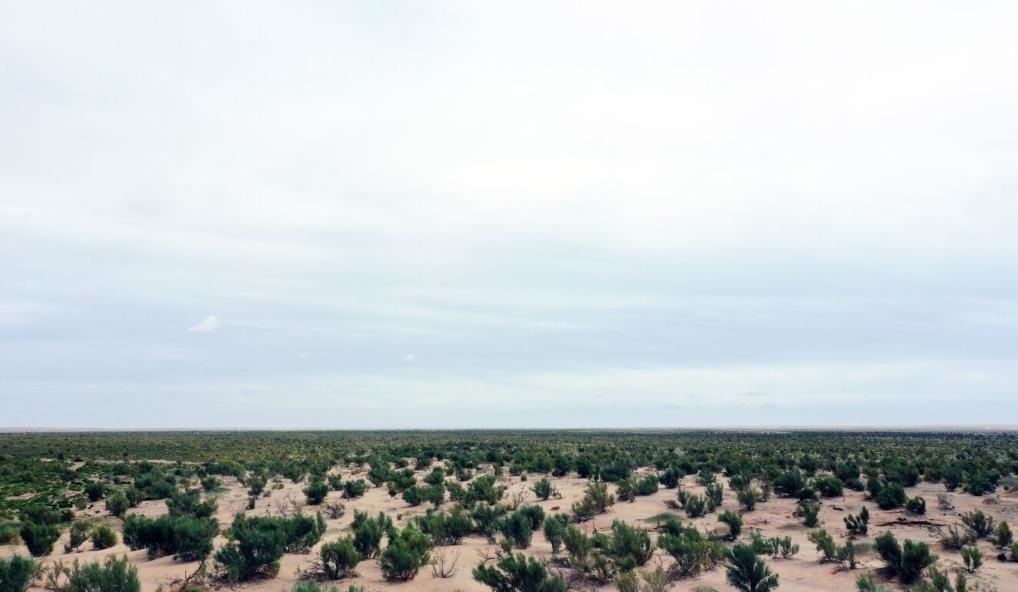 經(jīng)過(guò)封禁保護(hù)和人工種植梭梭后恢復(fù)綠色的草場(chǎng)（2023年9月12日攝）。新華社記者李云平 攝