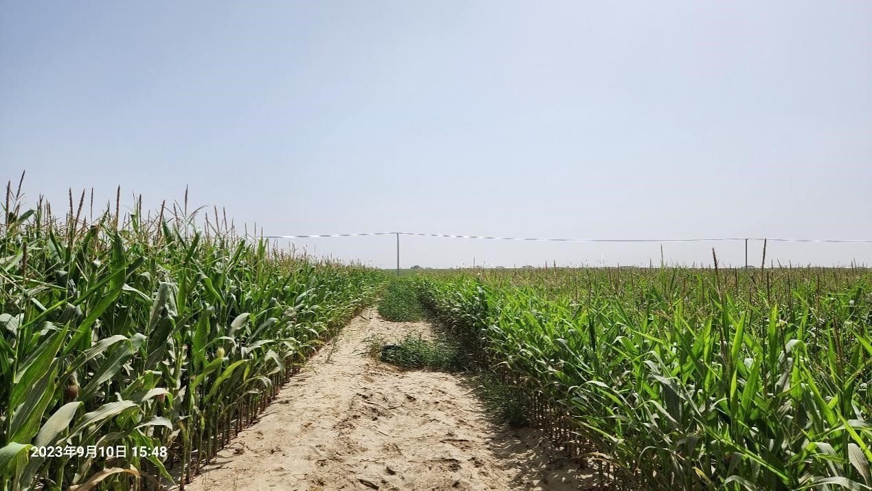 玉米改良40天后對(duì)比（左邊為改良組，右邊為對(duì)照組）。胡樹文團(tuán)隊(duì)供圖