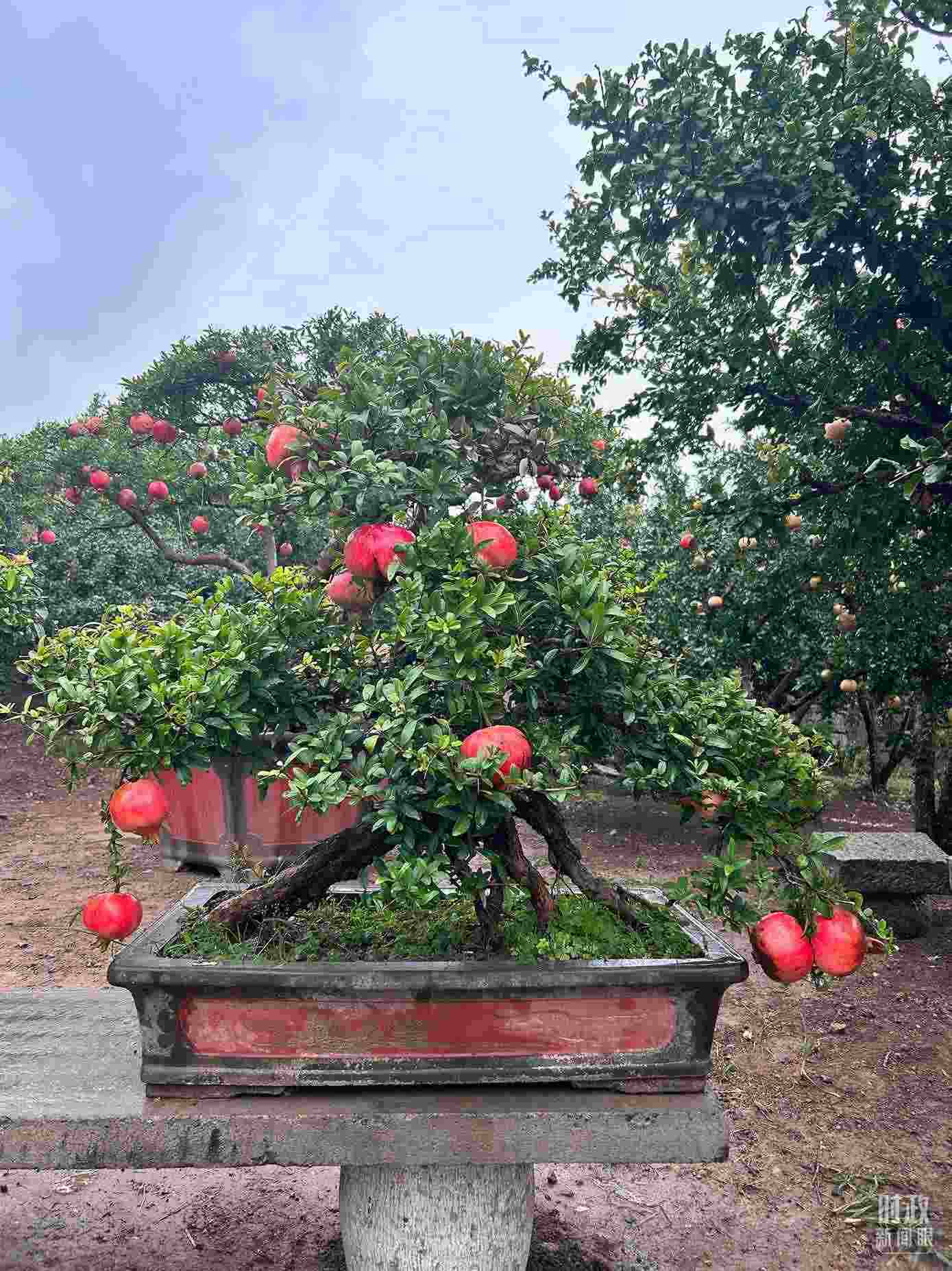 △冠世榴園內(nèi)的石榴盆栽。（總臺央視記者黎兵拍攝）
